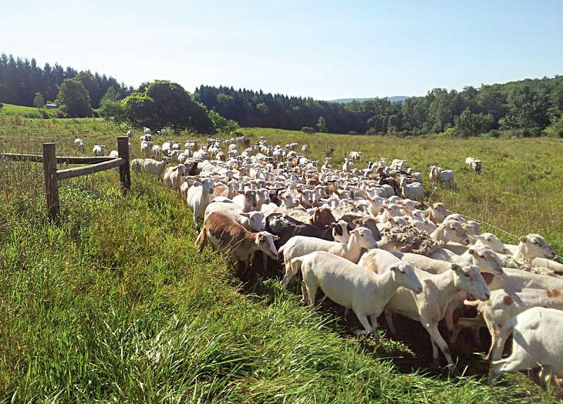 Animal Care and Family Matter the Most